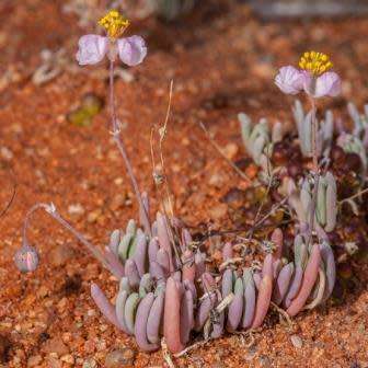 Kewa salsoloides Seeds - South African Indigenous Edible Succulent - Worldwide Combined Ship