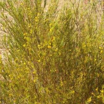 5 Rooibos Tea Seeds - Aspalathus linearis Seeds - Indigenous South African Endemic Medicinal Shrub