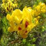 5 Rooibos Tea Seeds - Aspalathus linearis Seeds - Indigenous South African Endemic Medicinal Shrub