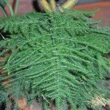 5 Asparagus plumosus Seeds - Indigenous Perennial Climber or Shrub - Shade Gardening Plant