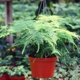 5 Asparagus plumosus Seeds - Indigenous Perennial Climber or Shrub - Shade Gardening Plant