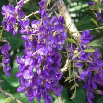 10+ Bolusanthus speciosus - Tree Wisteria Seeds - Indigenous + FREE Seeds with All Orders