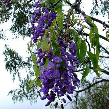 10+ Bolusanthus speciosus - Tree Wisteria Seeds - Indigenous + FREE Seeds with All Orders