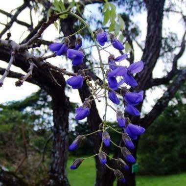 10+ Bolusanthus speciosus - Tree Wisteria Seeds - Indigenous + FREE Seeds with All Orders