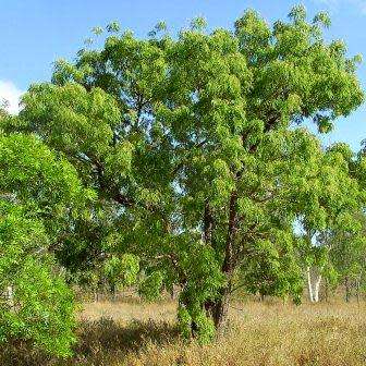 10+ Bolusanthus speciosus - Tree Wisteria Seeds - Indigenous + FREE Seeds with All Orders