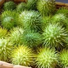 Cucumis anguria Seeds - Bur Gherkin, Gooseberry Gourd - South African Indigenous Vegetable - Vine