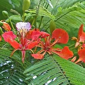 10 Delonix regia Seeds + Royal Poinciana, Flamboyant, Flame Tree - Exotic - Combined Shipping
