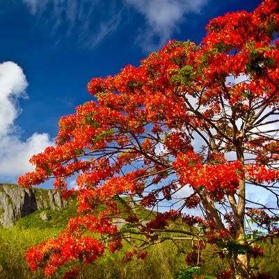 10 Delonix regia Seeds + Royal Poinciana, Flamboyant, Flame Tree - Exotic - Combined Shipping