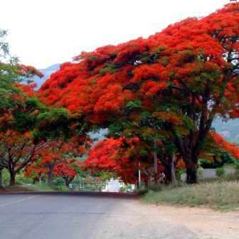 10 Delonix regia Seeds + Royal Poinciana, Flamboyant, Flame Tree - Exotic - Combined Shipping