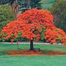 10 Delonix regia Seeds + Royal Poinciana, Flamboyant, Flame Tree - Exotic - Combined Shipping