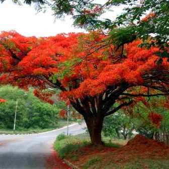 10 Delonix regia Seeds + Royal Poinciana, Flamboyant, Flame Tree - Exotic - Combined Shipping