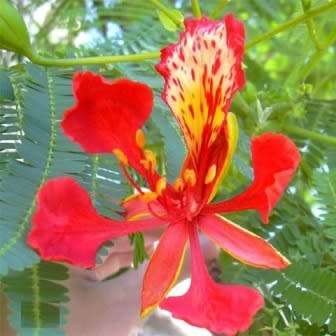 10 Delonix regia Seeds + Royal Poinciana, Flamboyant, Flame Tree - Exotic - Combined Shipping