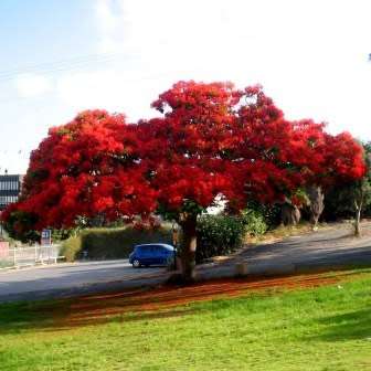 10 Delonix regia Seeds + Royal Poinciana, Flamboyant, Flame Tree - Exotic - Combined Shipping