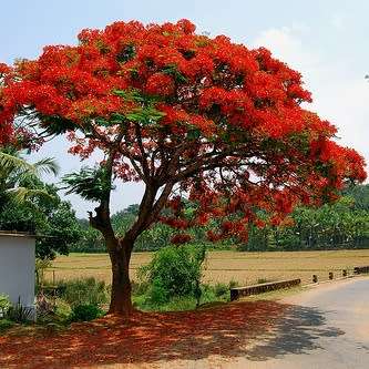 10 Delonix regia Seeds + Royal Poinciana, Flamboyant, Flame Tree - Exotic - Combined Shipping