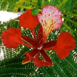10 Delonix regia Seeds + Royal Poinciana, Flamboyant, Flame Tree - Exotic - Combined Shipping