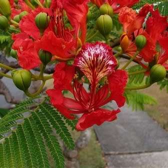 10 Delonix regia Seeds + Royal Poinciana, Flamboyant, Flame Tree - Exotic - Combined Shipping
