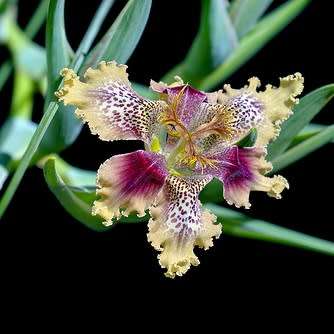 5 Ferraria densepunctulata Seeds - Indigenous South African Endemic Perennial Bulb - Combined Ship