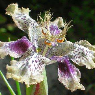 5 Ferraria densepunctulata Seeds - Indigenous South African Endemic Perennial Bulb - Combined Ship