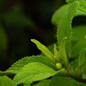 10 Lippia javanica Seeds - Fever Tea - South African Indigenous Aromatic Medicinal Shrub - Herb