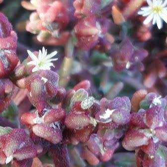 5 Mesembryanthemum tetragonum Seeds - Indigenous South African Succulent Seeds for Sale