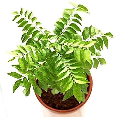 5 Curry Leaf Tree Seeds - Murraya koenigii - Edible Fruit - Aromatic Medicinal Shrub Evergreen Herb