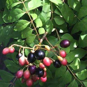 5 Curry Leaf Tree Seeds - Murraya koenigii - Edible Fruit - Aromatic Medicinal Shrub Evergreen Herb