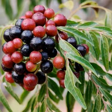 5 Curry Leaf Tree Seeds - Murraya koenigii - Edible Fruit - Aromatic Medicinal Shrub Evergreen Herb