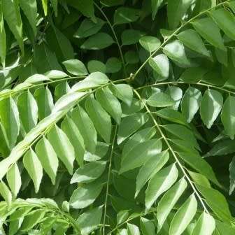 5 Curry Leaf Tree Seeds - Murraya koenigii - Edible Fruit - Aromatic Medicinal Shrub Evergreen Herb
