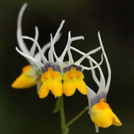 5 Nemesia cheiranthus Seeds - Indigenous South African Endemic Annual - Combined Worldwide Shipping