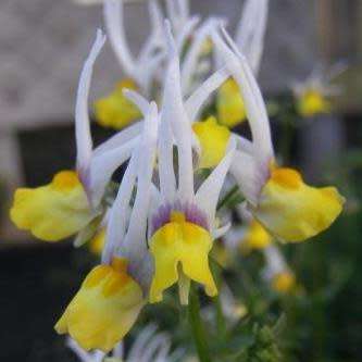 5 Nemesia cheiranthus Seeds - Indigenous South African Endemic Annual - Combined Worldwide Shipping