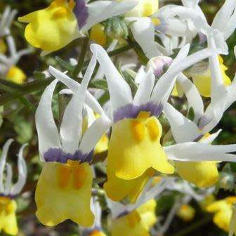 5 Nemesia cheiranthus Seeds - Indigenous South African Endemic Annual - Combined Worldwide Shipping
