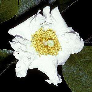 5 Oncoba spinosa Seeds ~ Snuff-box Tree - South African Indigenous Evergreen Edible Fruit Tree