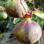 5 Oncoba spinosa Seeds ~ Snuff-box Tree - South African Indigenous Evergreen Edible Fruit Tree