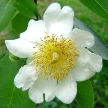 5 Oncoba spinosa Seeds ~ Snuff-box Tree - South African Indigenous Evergreen Edible Fruit Tree