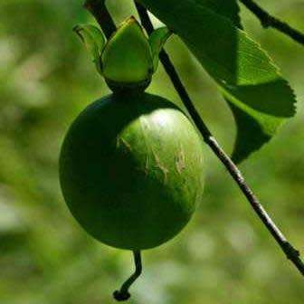 5 Oncoba spinosa Seeds ~ Snuff-box Tree - South African Indigenous Evergreen Edible Fruit Tree