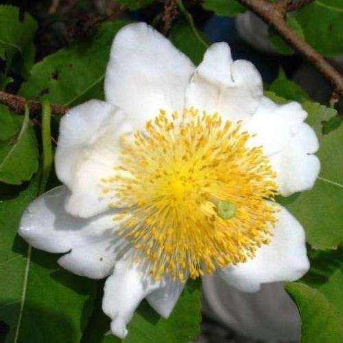 5 Oncoba spinosa Seeds ~ Snuff-box Tree - South African Indigenous Evergreen Edible Fruit Tree