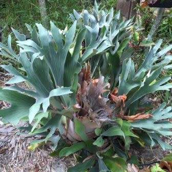 Platycerium hillii - Staghorn Fern - 15 Spore Pack - Exotic Epiphytic Fern - Flat Ship Rate