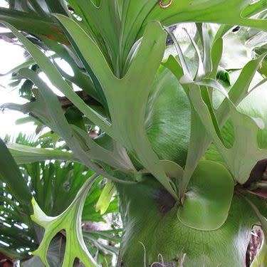 Platycerium hillii - Staghorn Fern - 15 Spore Pack - Exotic Epiphytic Fern - Flat Ship Rate