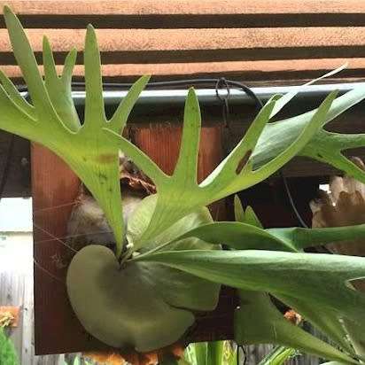 Platycerium hillii - Staghorn Fern - 15 Spore Pack - Exotic Epiphytic Fern - Flat Ship Rate