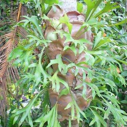 Platycerium hillii - Staghorn Fern - 15 Spore Pack - Exotic Epiphytic Fern - Flat Ship Rate