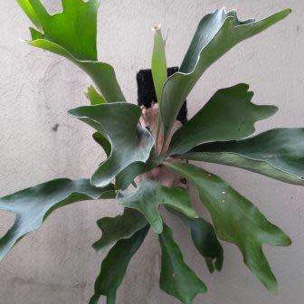 Platycerium hillii - Staghorn Fern - 15 Spore Pack - Exotic Epiphytic Fern - Flat Ship Rate