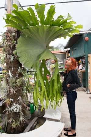 Platycerium superbum - Staghorn Fern - 15 Spore Pack - Exotic Epiphytic Fern - Flat Ship Rate