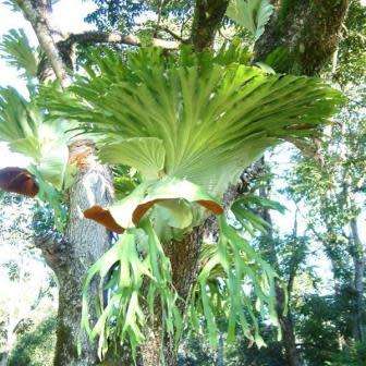 Platycerium superbum - Staghorn Fern - 15 Spore Pack - Exotic Epiphytic Fern - Flat Ship Rate