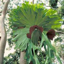 Platycerium superbum - Staghorn Fern - 15 Spore Pack - Exotic Epiphytic Fern - Flat Ship Rate