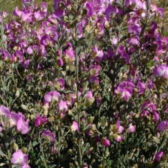 Podalyria leipoldtii Seeds - Indigenous South African Endemic Flowering Shrub - Combined Global Ship