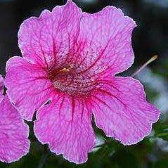 5 Podranea brycei Seeds - Zimbabwe Creeper - Perennial Climber Vine - Combined Global Shipping