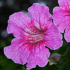 5 Podranea brycei Seeds - Zimbabwe Creeper - Perennial Climber Vine - Combined Global Shipping