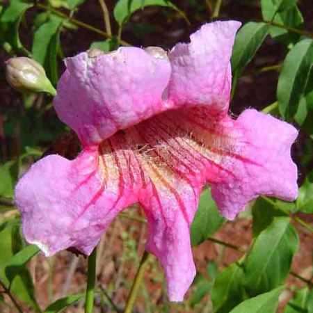 5 Podranea brycei Seeds - Zimbabwe Creeper - Perennial Climber Vine - Combined Global Shipping