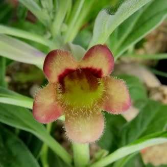 5 Pterodiscus ngamicus Seeds - Bonsai South African Indigenous Scented Succulent Caudiciform