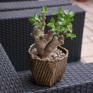 5 Pterodiscus ngamicus Seeds - Bonsai South African Indigenous Scented Succulent Caudiciform